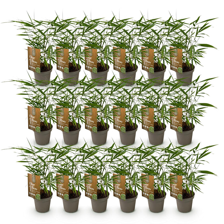 18 Fargesia Asian Wonder clumping bamboo plants in 14cm pots - view 2