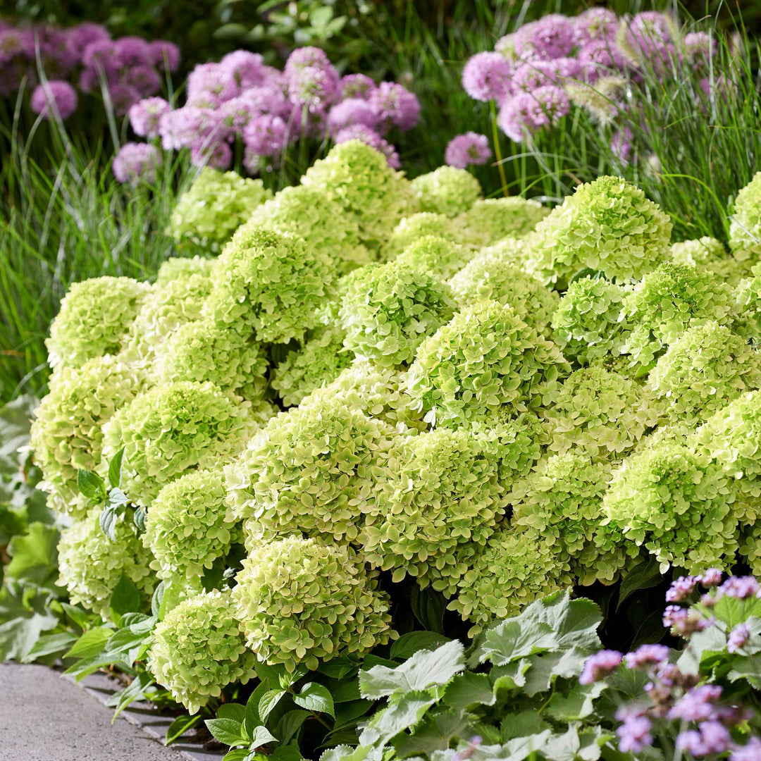 48 Hydrangea paniculata Groundbreaker Greeny plants in 14cm pots - view 5