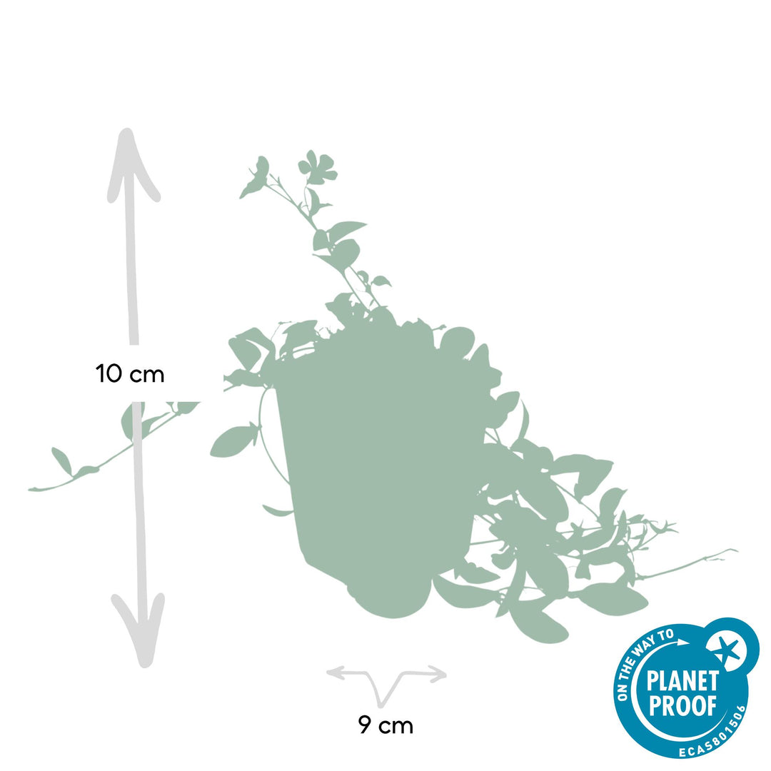 40x Vinca Minor Plants - Evergreen Ground Cover - 10-25cm