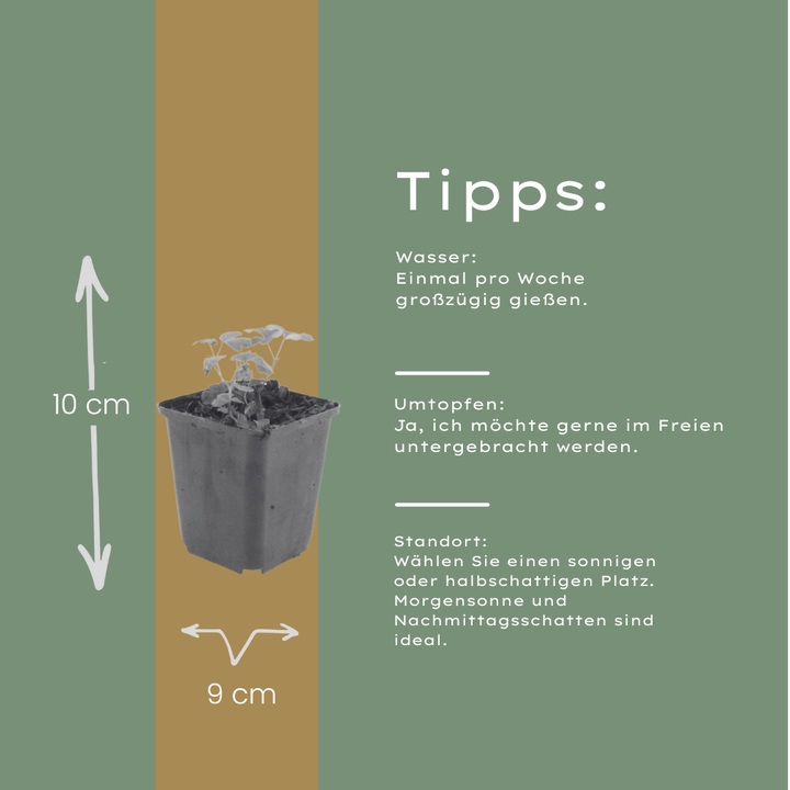 48x Aquilegia vulgaris - ↕10-25cm - Ø9cm