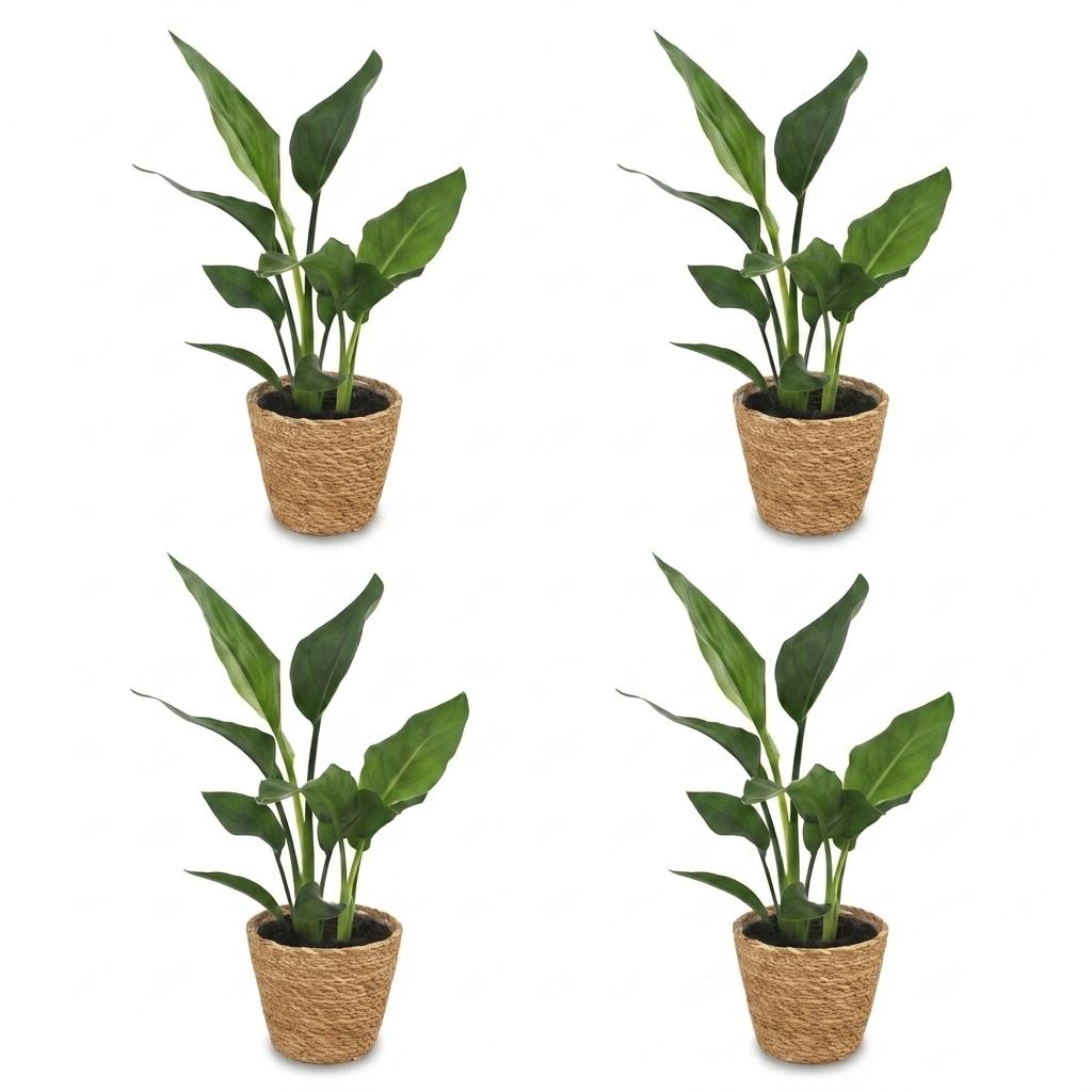 Bird of Paradise (Strelitzia reginae) - 4 Plants with Seagrass Basket - 12cm Pot - 35cm Tall