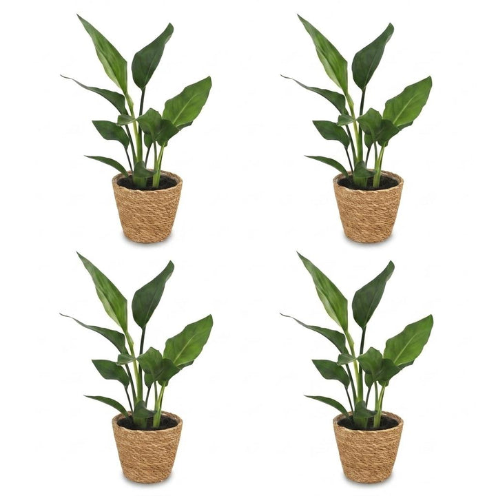 Bird of Paradise (Strelitzia reginae) - 4 Plants with Seagrass Basket - 12cm Pot - 35cm Tall