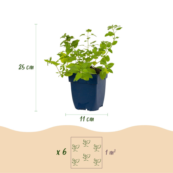 24 Nepeta racemosa 'Walker's Low' catmint plants in 11cm pots - view 3