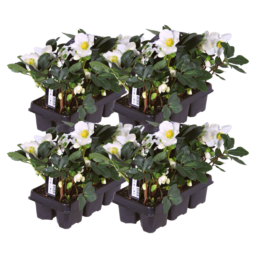 Helleborus niger 'Christmas Carol' Christmas rose, 24 young plants in 7cm pots - view 2