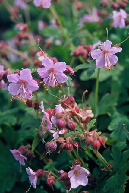 6x Geranium macrorrhizum - ↕10-25cm - Ø9cm styled in an Irish home interior