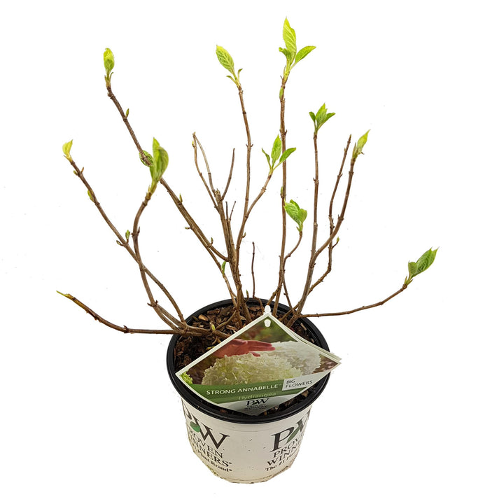 Hydrangea arborescens 'Strong Annabelle' in a 19cm pot, 30cm tall