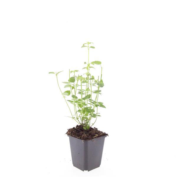 Healthy foliage and strong roots close-up of 24x Agastache 'Black Adder' - ↕10-25cm - Ø9cm