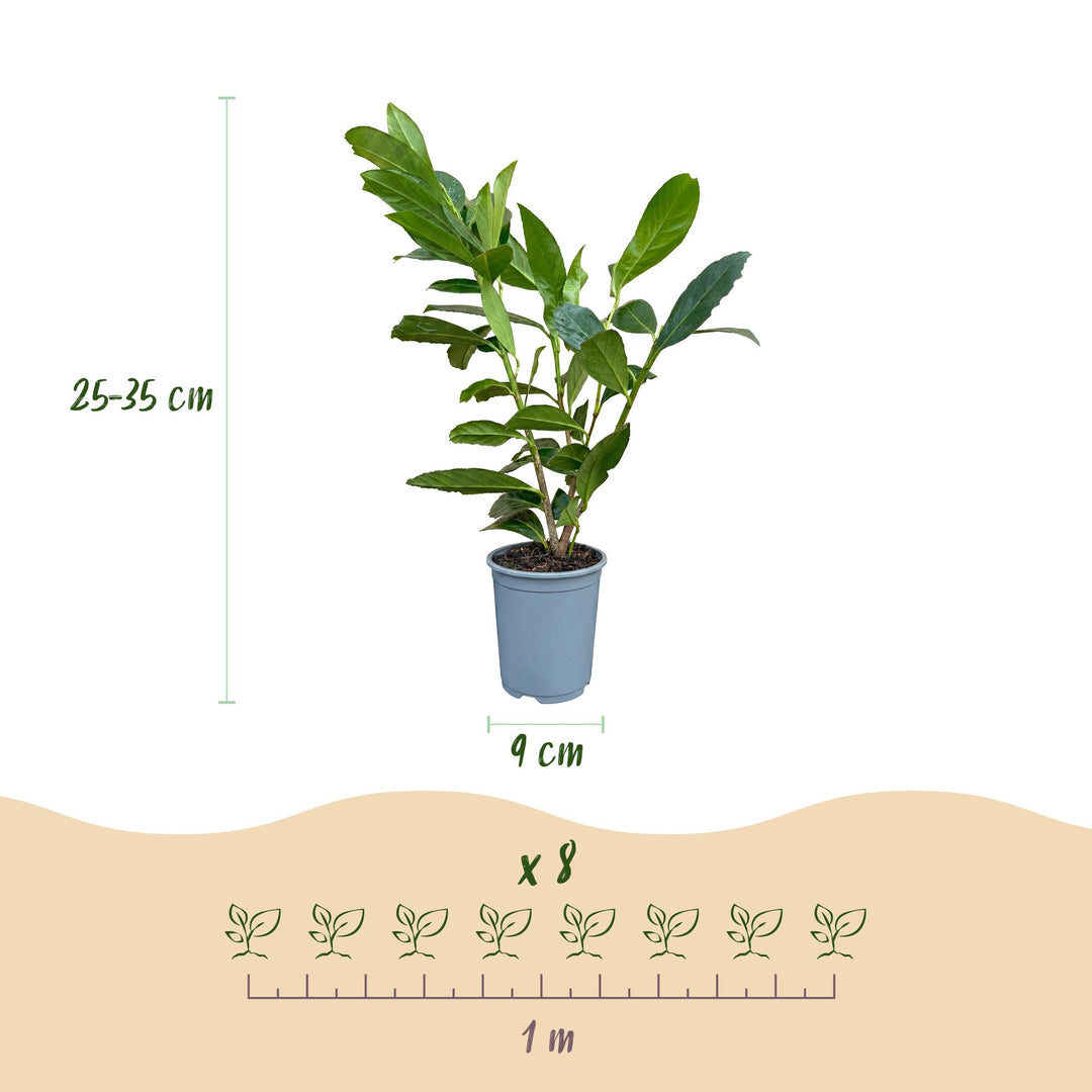 40 Prunus laurocerasus 'Caucasica' cherry laurel plants in 9cm pots, 25-35cm tall - view 3