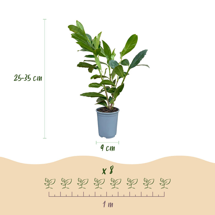 40 Prunus laurocerasus 'Caucasica' cherry laurel plants in 9cm pots, 25-35cm tall - view 3