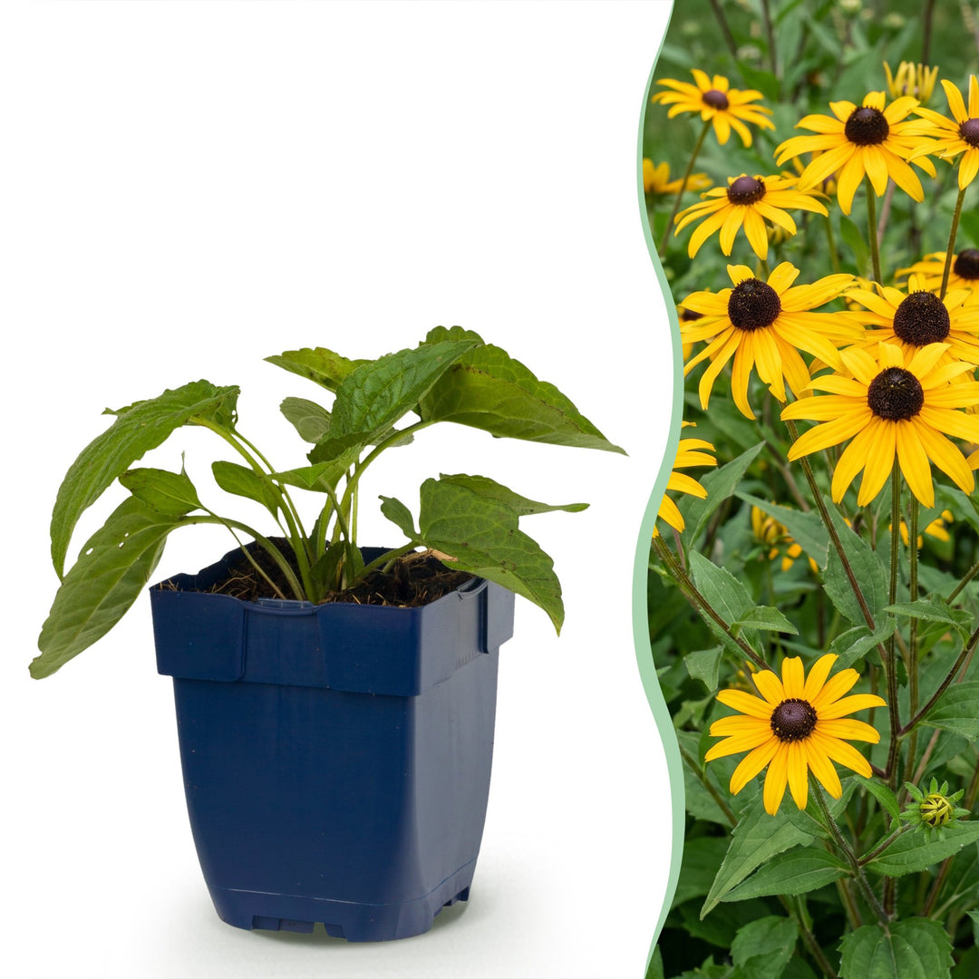 Pack of 24 Rudbeckia fulgida 'Goldsturm' black-eyed Susan plants in 11cm pots