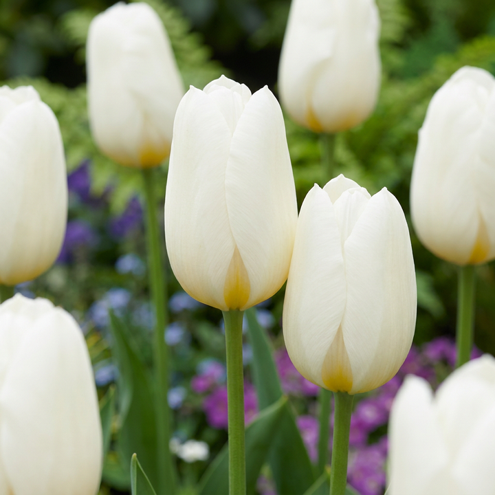Tulipa Triumph White in flower, classic single cups on strong, weather-resistant stems, 120-bulb pack for Irish gardens