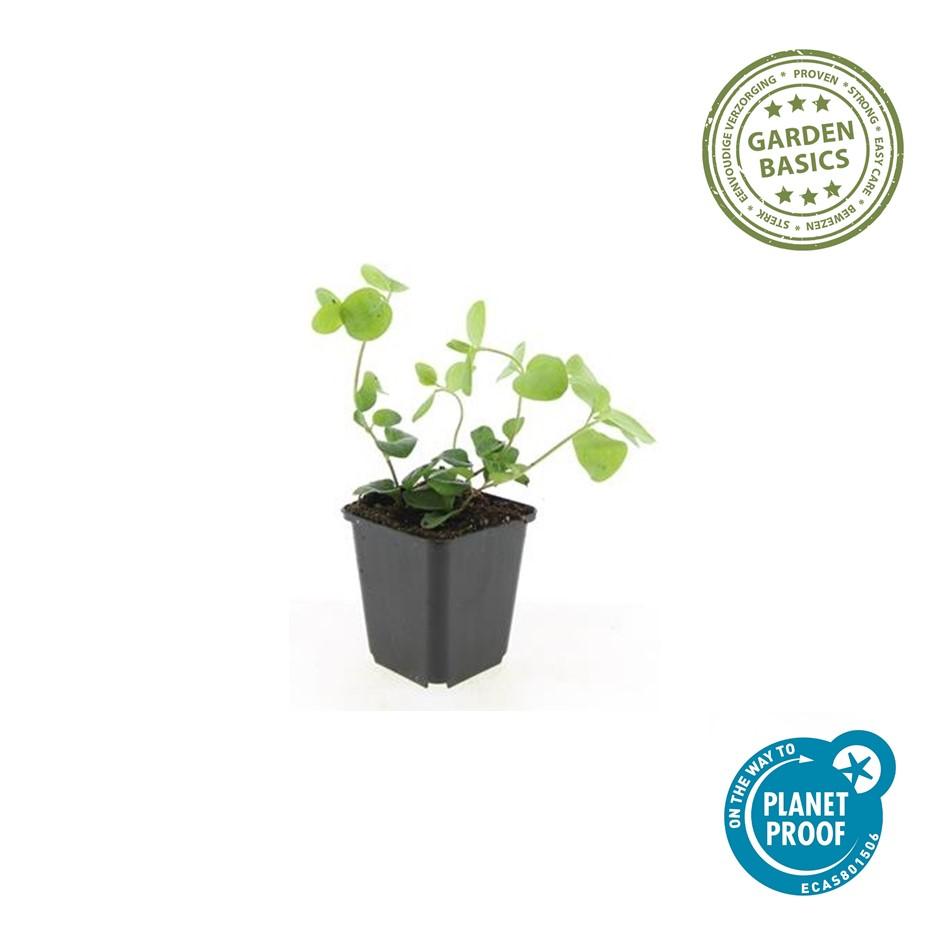 40x Vinca Major Plants - Evergreen Ground Cover - 10-25cm - 9cm Pot