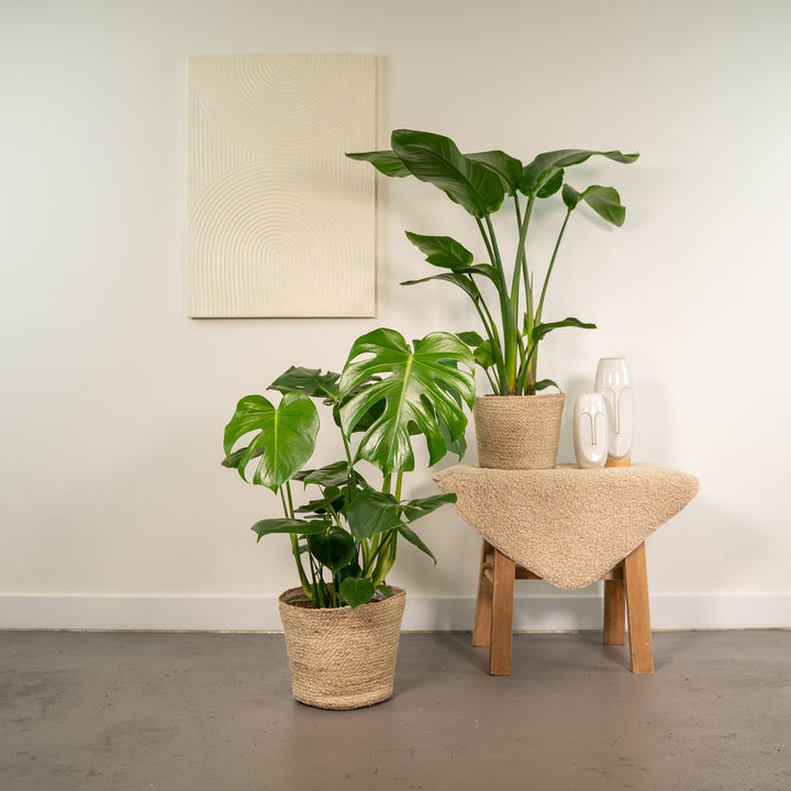 Tropical Plant Set - Monstera & Bird of Paradise with Basket