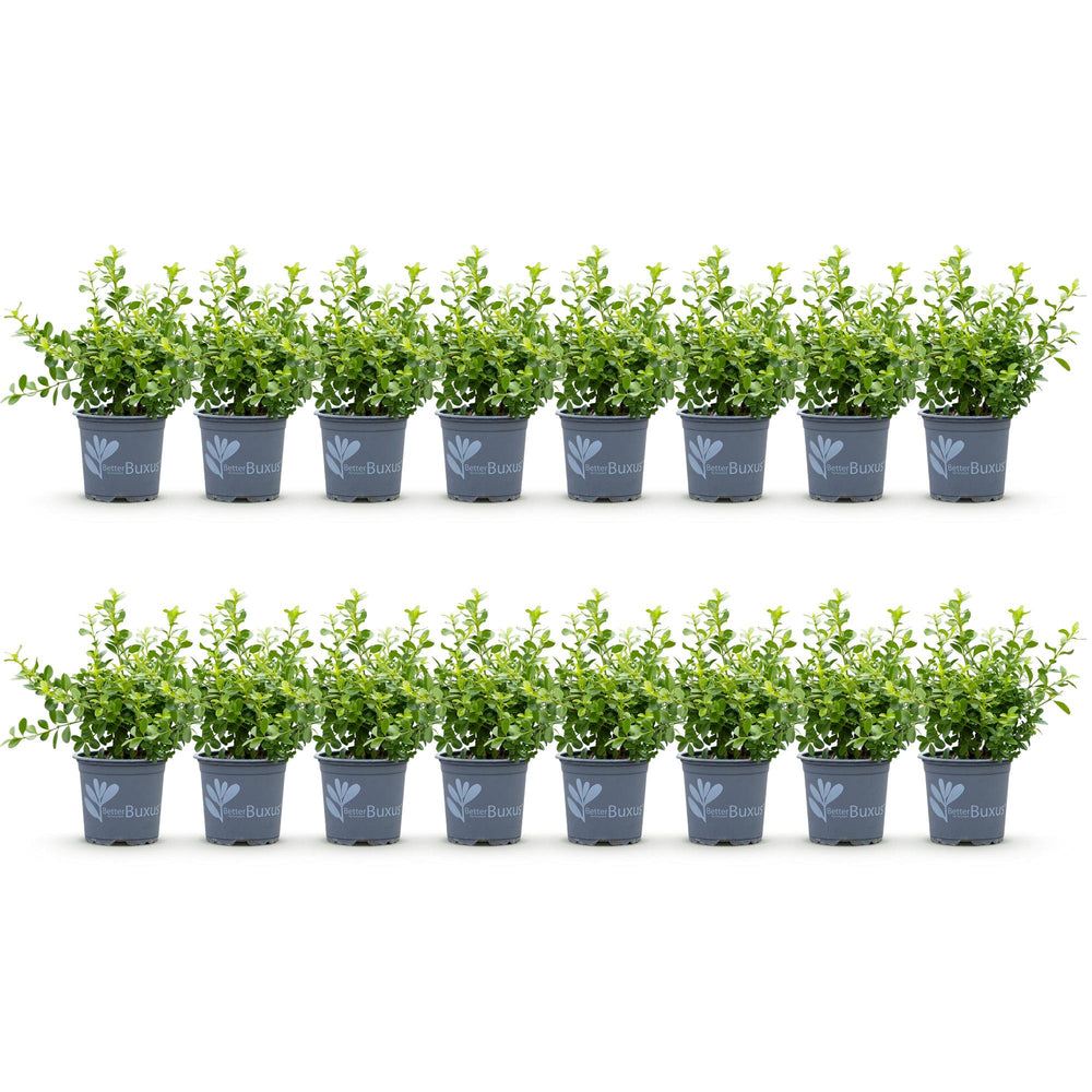 16 BetterBuxus Babylon Beauty box hedging plants in 9cm pots - view 2