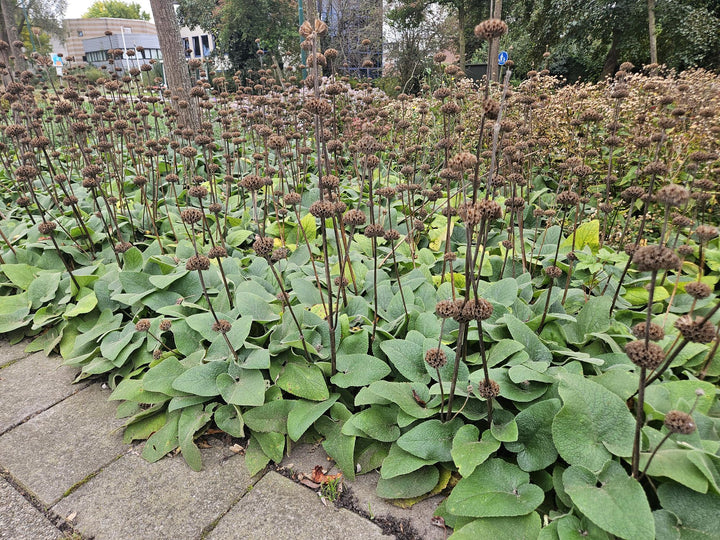 6x Phlomis russeliana - ↕10-25cm - Ø9cm packed for EU plant delivery from PlantGift.ie