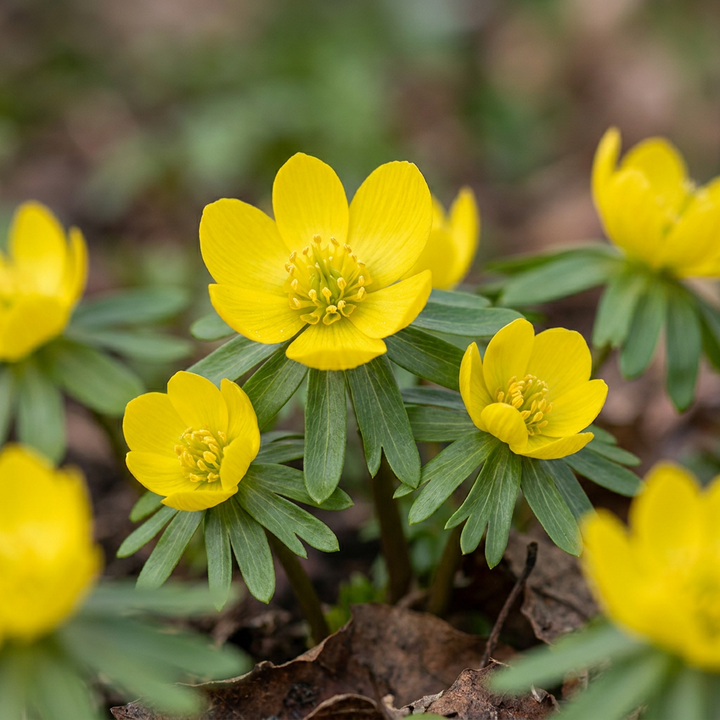 Eranthis cilicica in flower, golden buttercup cups on a green collar of leaves, 200-bulb pack for Irish gardens