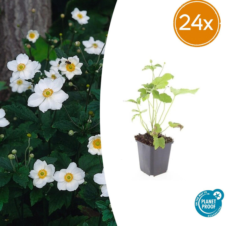 24x Everspring Anemone hybrida 'Honorine Jobert' with white flowers, height 10-25cm, in 9cm pots.