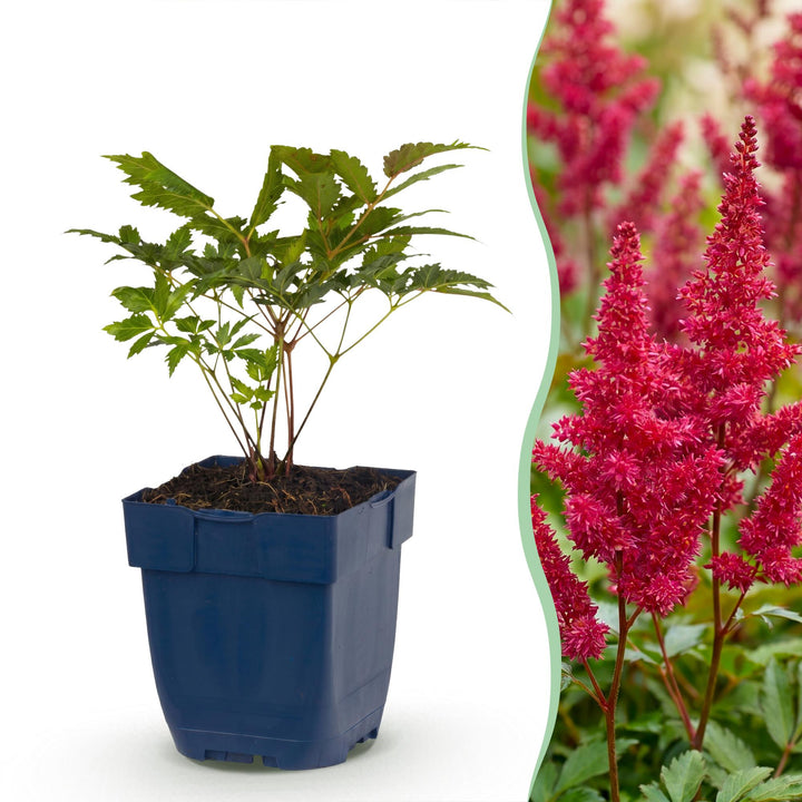 24x Astilbe arendsii 'Fanal' - Red Feather Plumes - Shade - 11cm Pot - 15-25cm