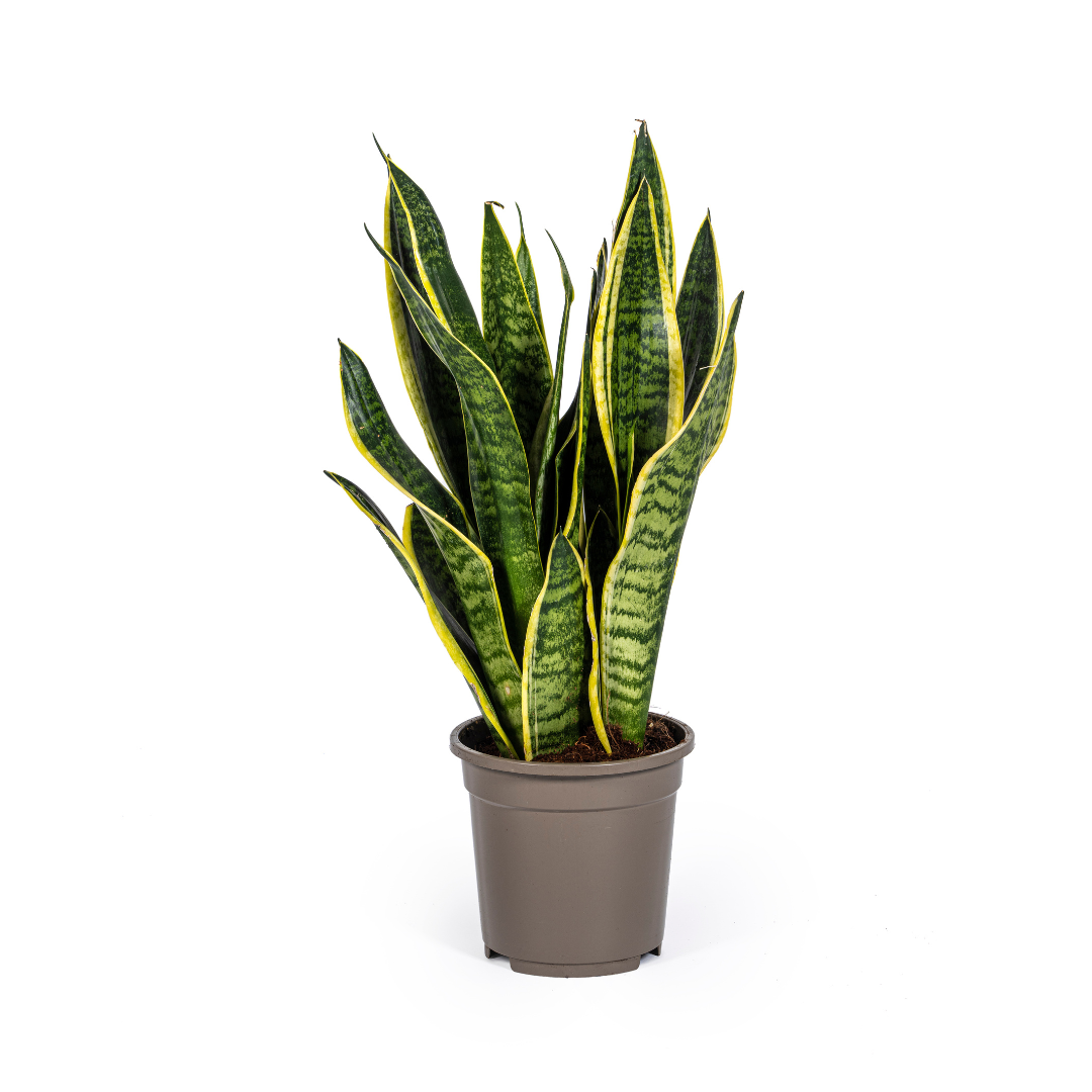 Sansevieria Trifasciata Futura Superba 45-55cm — Snake Plant in 17cm pot