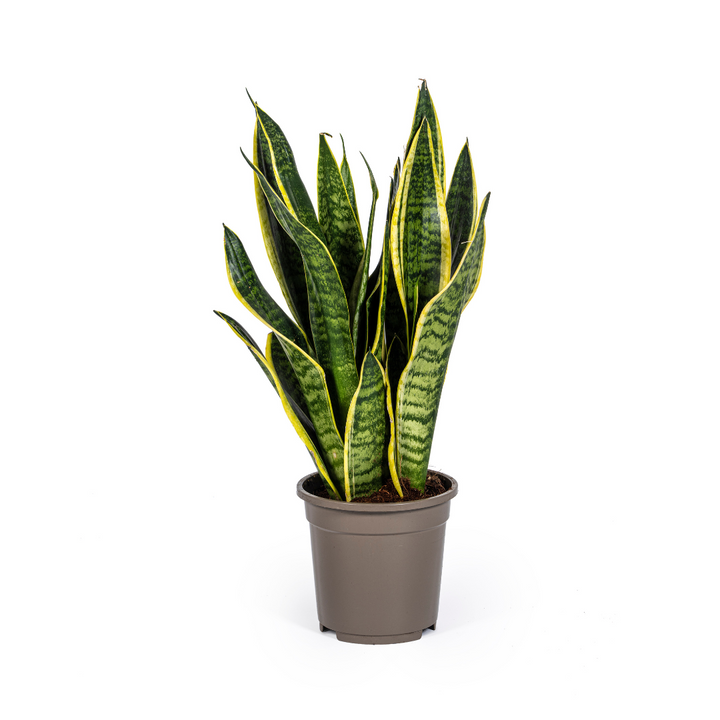 Sansevieria Trifasciata Futura Superba 45-55cm — Snake Plant in 17cm pot
