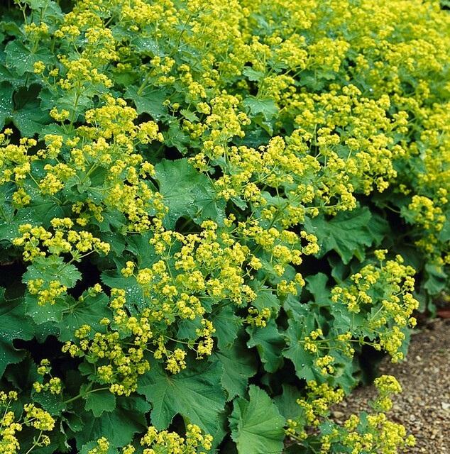 6x Alchemilla mollis - ↕10-25cm - Ø9cm — healthy root ball and nursery pot ready to ship from Ireland