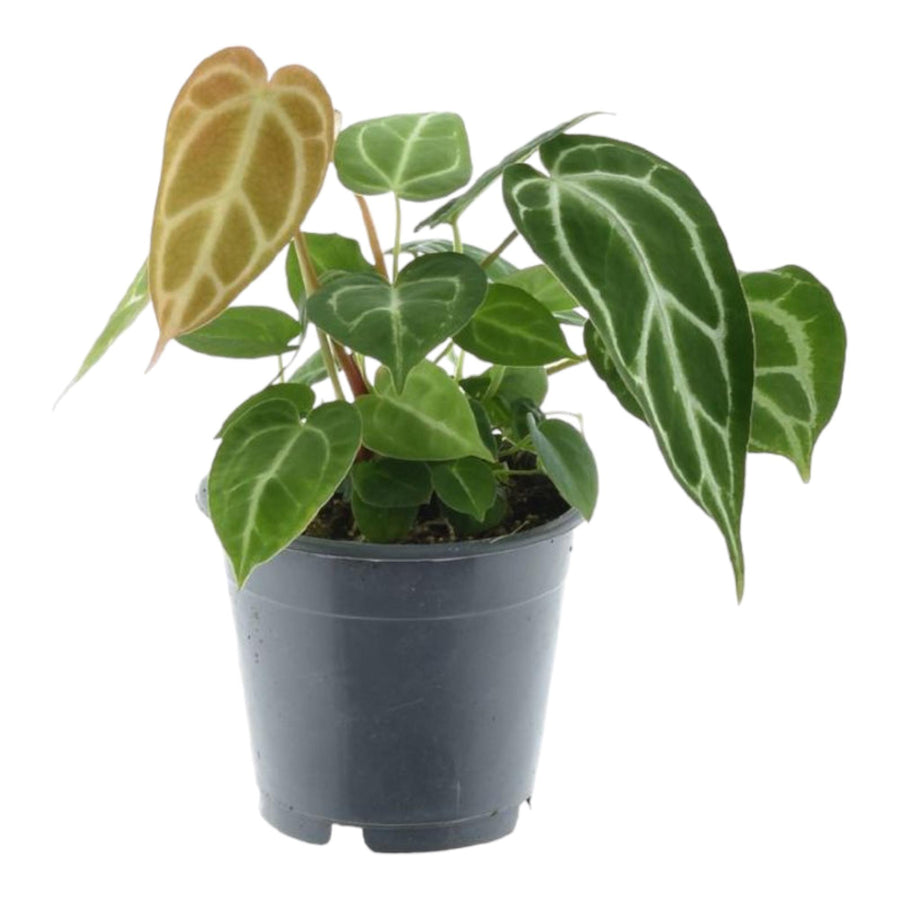 Anthurium Crystallinum - Velvety Heart-Shaped Leaves Houseplant