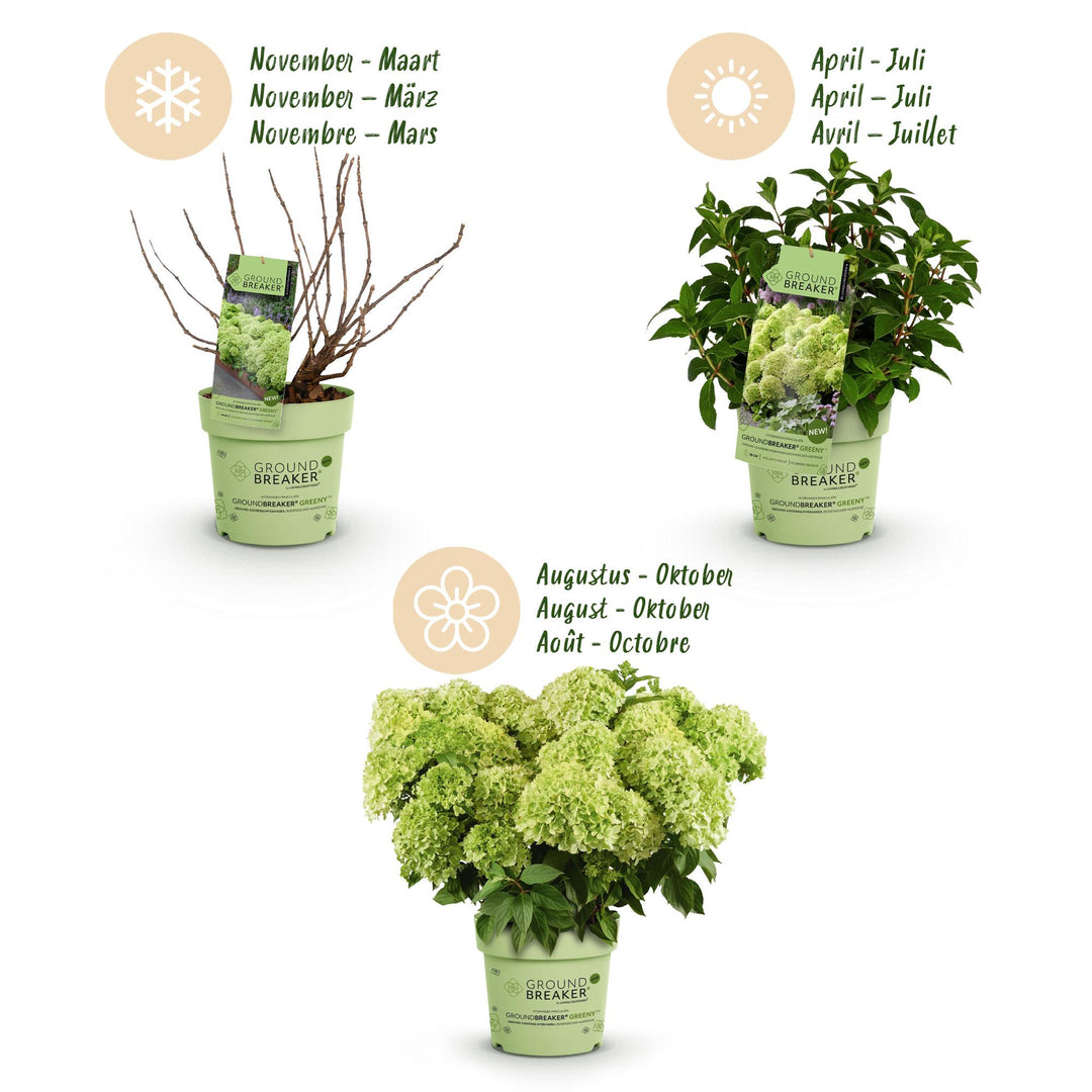 48 Hydrangea paniculata Groundbreaker Greeny plants in 14cm pots - view 4