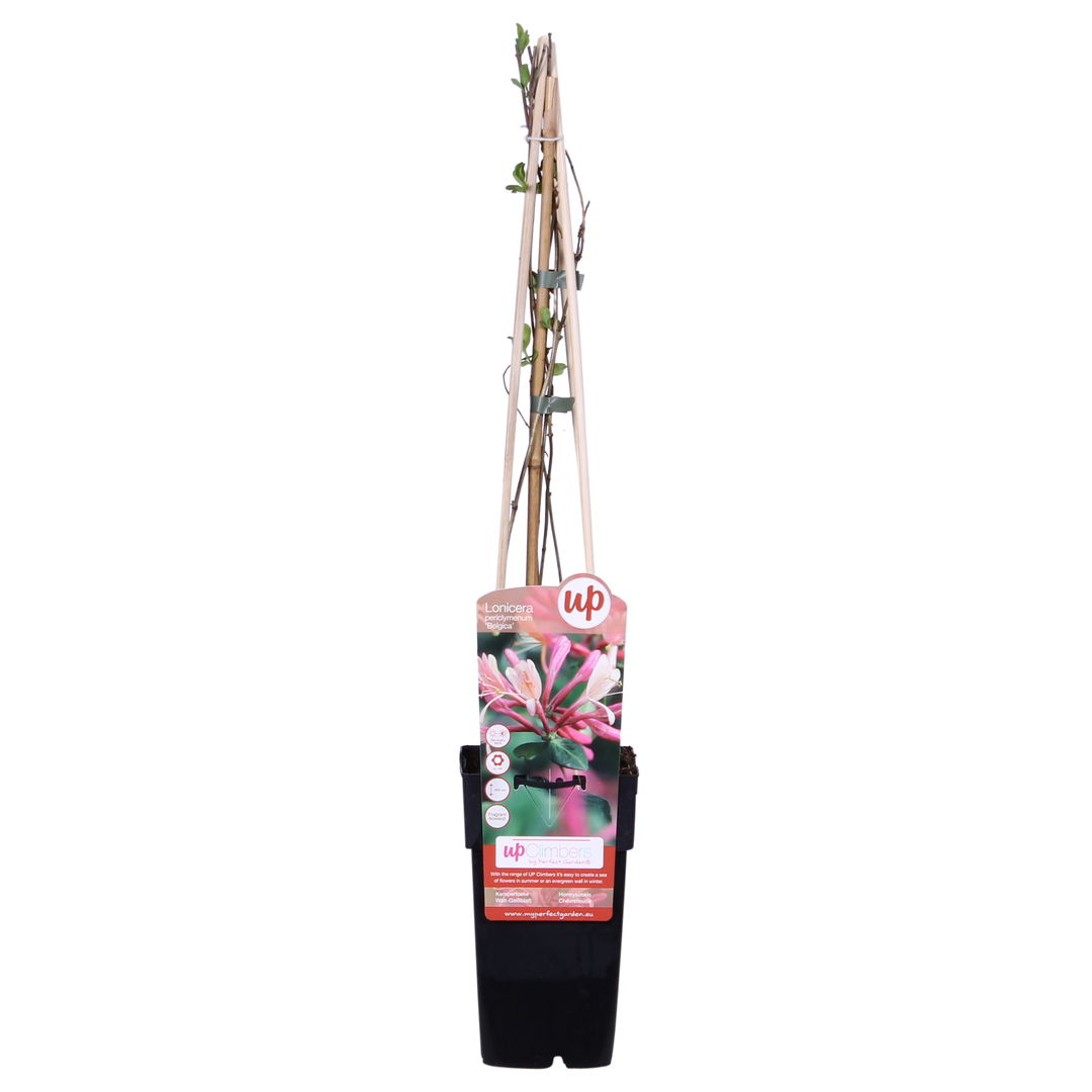 Lonicera periclymenum 'Belgica' climbing honeysuckle with wooden trellis support in black plastic pot, 65cm height,…
