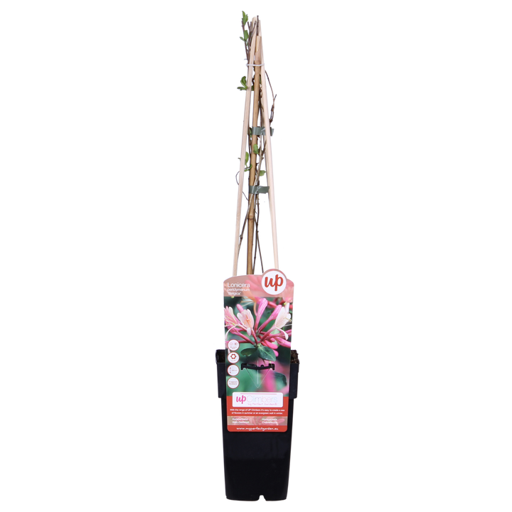 Lonicera periclymenum 'Belgica' climbing honeysuckle with wooden trellis support in black plastic pot, 65cm height,…