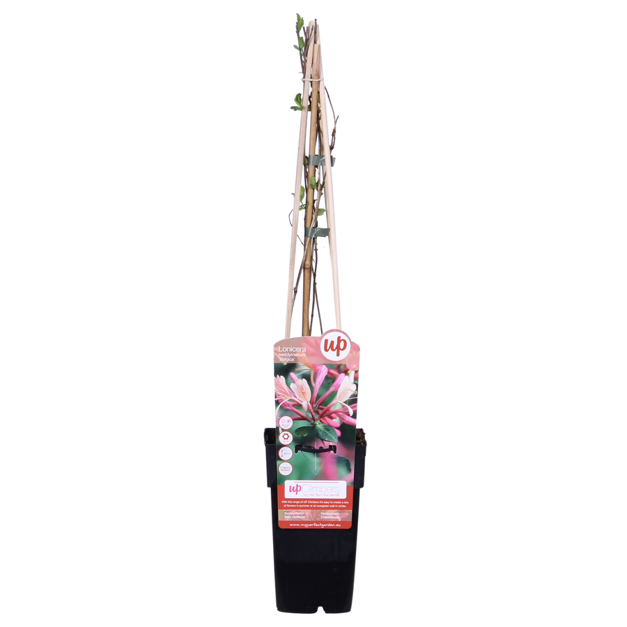 Lonicera periclymenum 'Belgica' climbing honeysuckle with wooden trellis support in black plastic pot, 65cm height,…