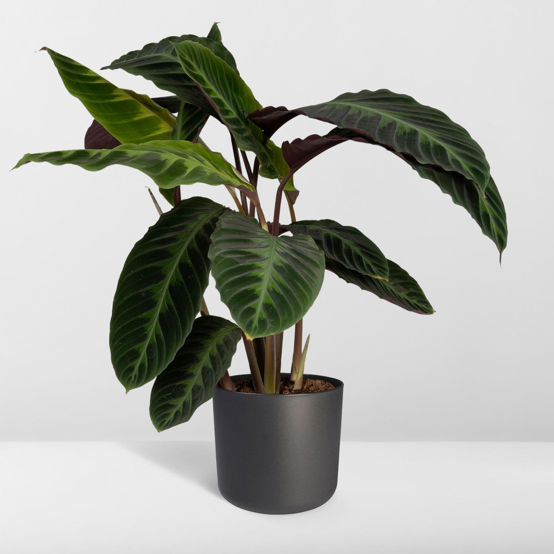 Calathea Warscewiczii - Peacock plant - Ø19cm - ↕70cm packed for EU plant delivery from PlantGift.ie