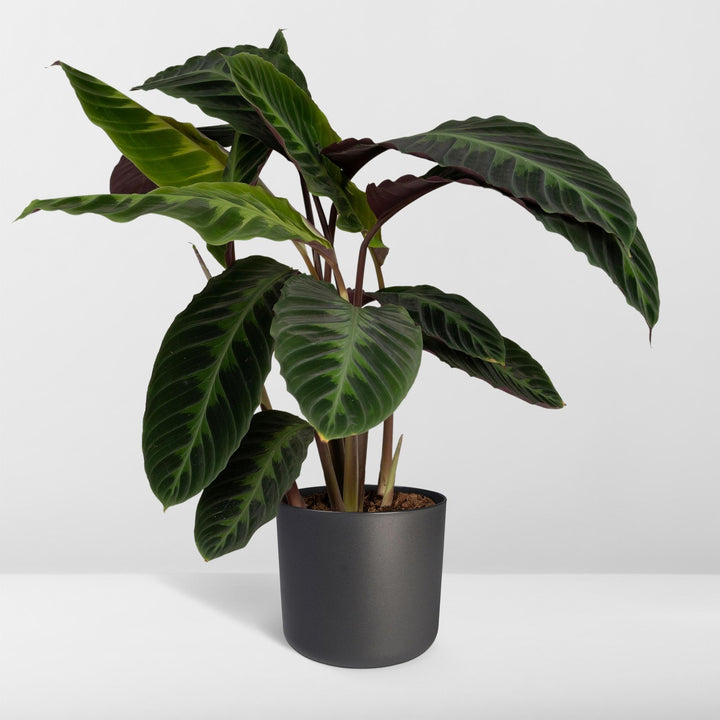 Calathea Warscewiczii - Peacock plant - Ø19cm - ↕70cm packed for EU plant delivery from PlantGift.ie