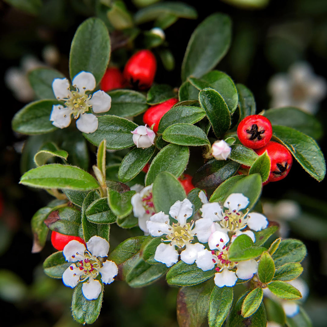 6x Cotoneaster dammeri - ↕10-25cm - Ø9cm full-plant overview, low-growing glossy evergreen ground cover