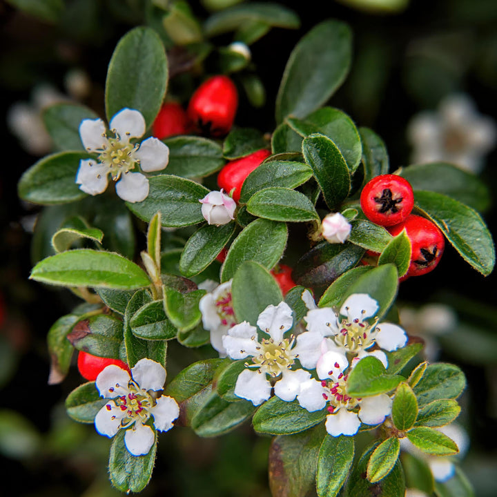 6x Cotoneaster dammeri - ↕10-25cm - Ø9cm full-plant overview, low-growing glossy evergreen ground cover
