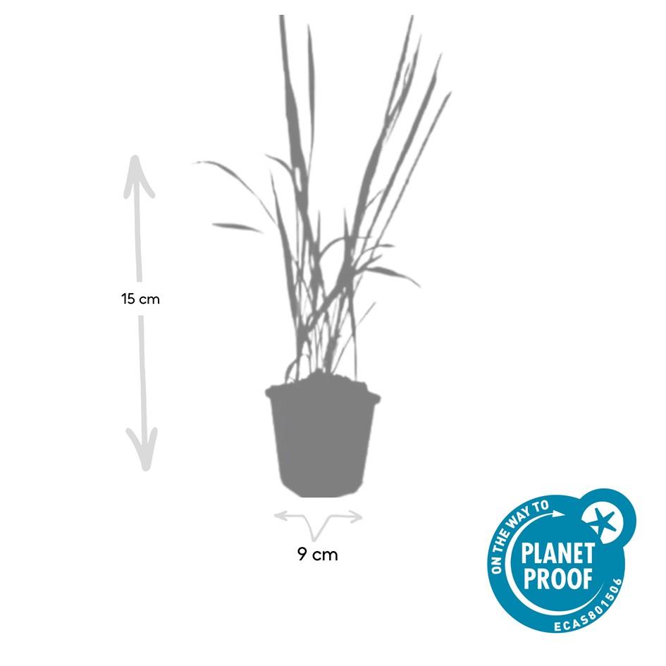 6x Imperata cylindrica 'Red Baron' - ↕10-25cm - Ø9cm — healthy root ball and nursery pot ready to ship from Ireland