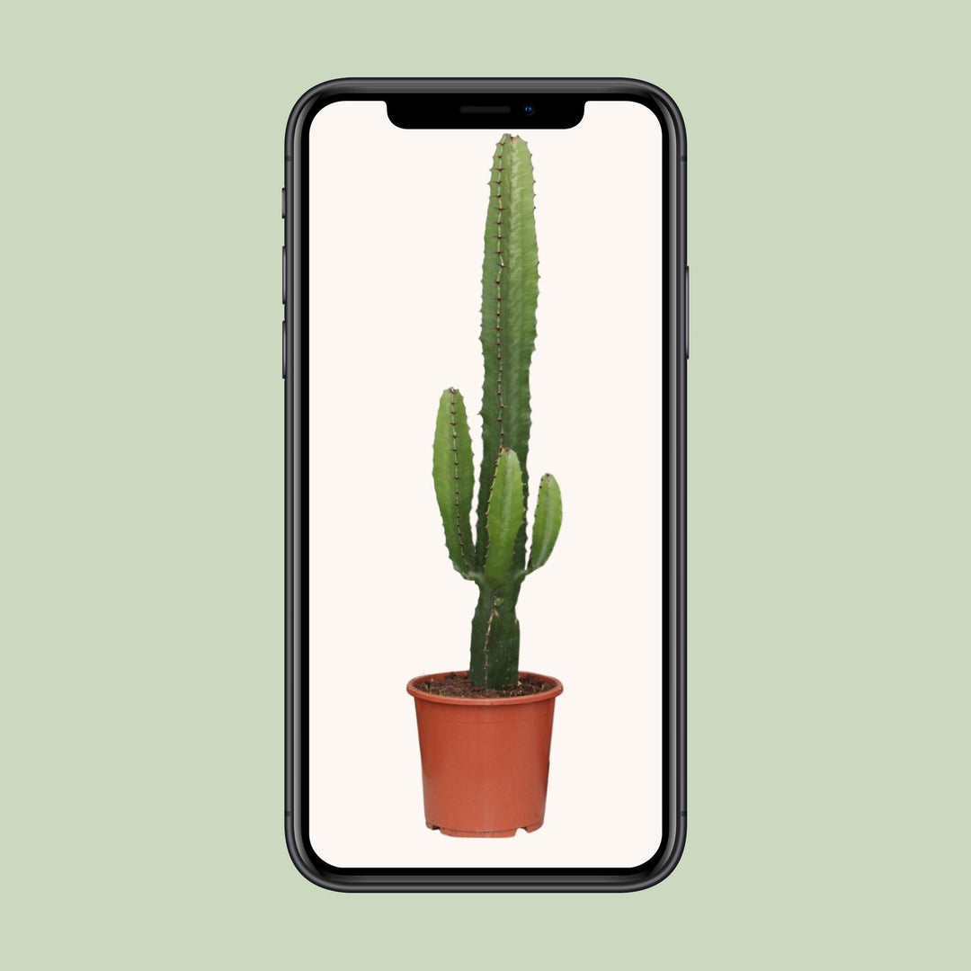 Euphorbia Acrurensis 50cm — African Milk Tree in 17cm pot