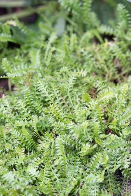 24x Leptinella squalida - ↕10-25cm - Ø9cm full-plant overview, healthy foliage and strong roots