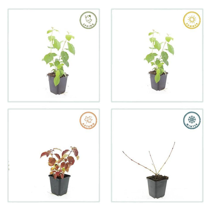 40x Cornus Midwinter Fire - Bloodtwig Dogwood 10-25cm - Ø9cm