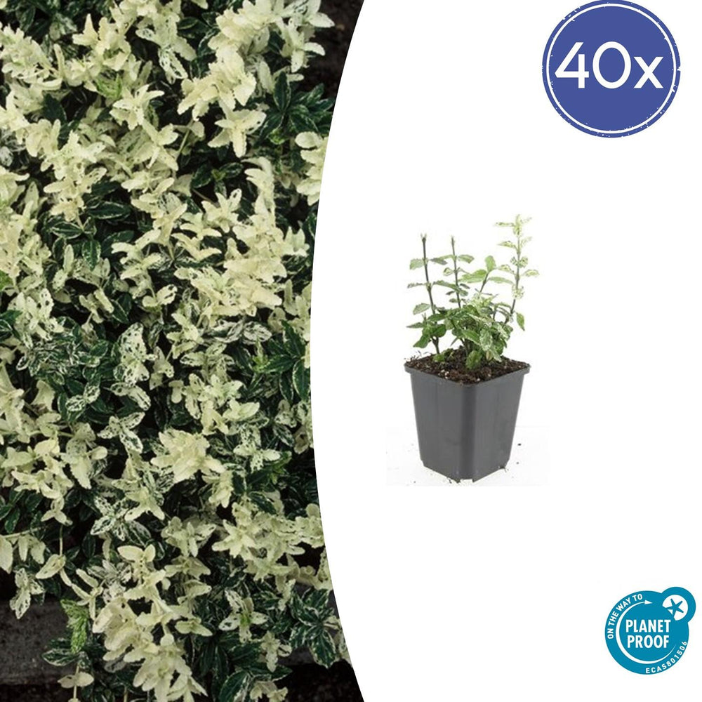 Euonymus fortunei Harlequin with cream and green variegated foliage in black square pot, young plant shown at 40x quantity