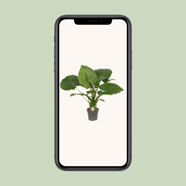 Alocasia Gageana 'California' - Elephant Ear Plant - Ø21cm - ↕80cm