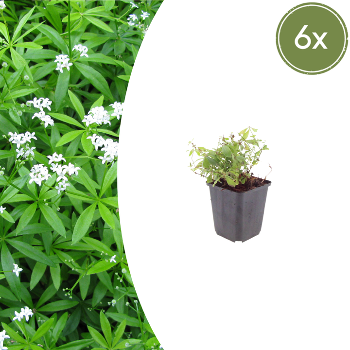 Healthy foliage and strong roots close-up of 6x Galium odoratum - ↕10-25cm - Ø9cm