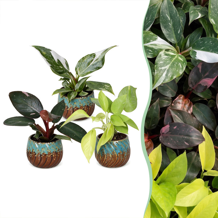 Baby Philodendron Tricolour indoor plant trio, pack of 3