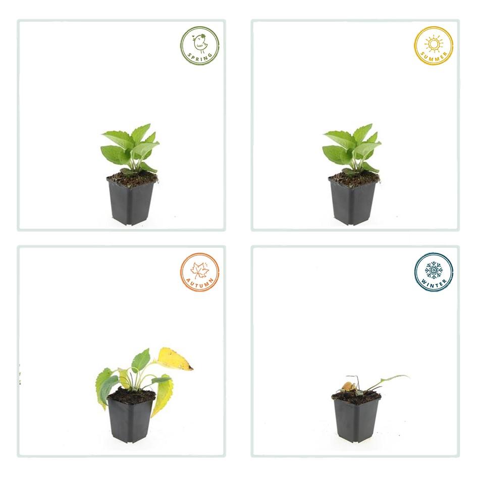 40x Rudbeckia Goldsturm Black-Eyed Susan - Golden Yellow Perennial