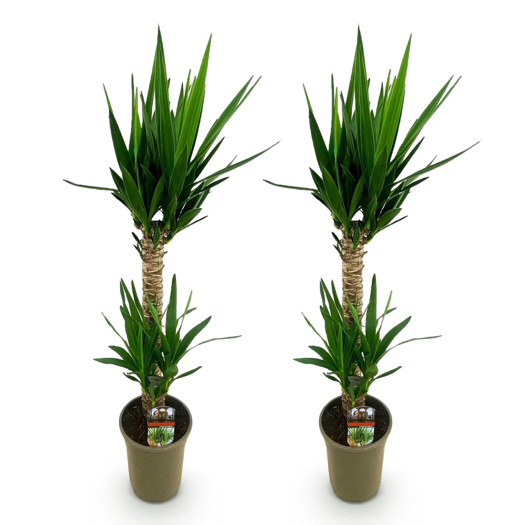 Yucca (Yucca elephantipes) - view 2