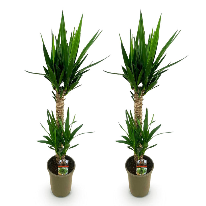 Yucca (Yucca elephantipes) - view 2