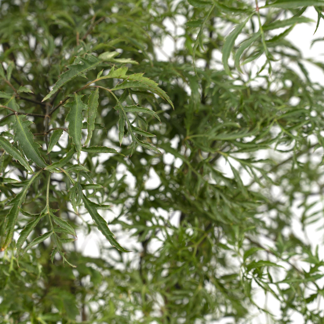 Polyscias Fruticosa (Aralia) - Ø21cm - ↕75cm alternative angle showing habit and leaf structure