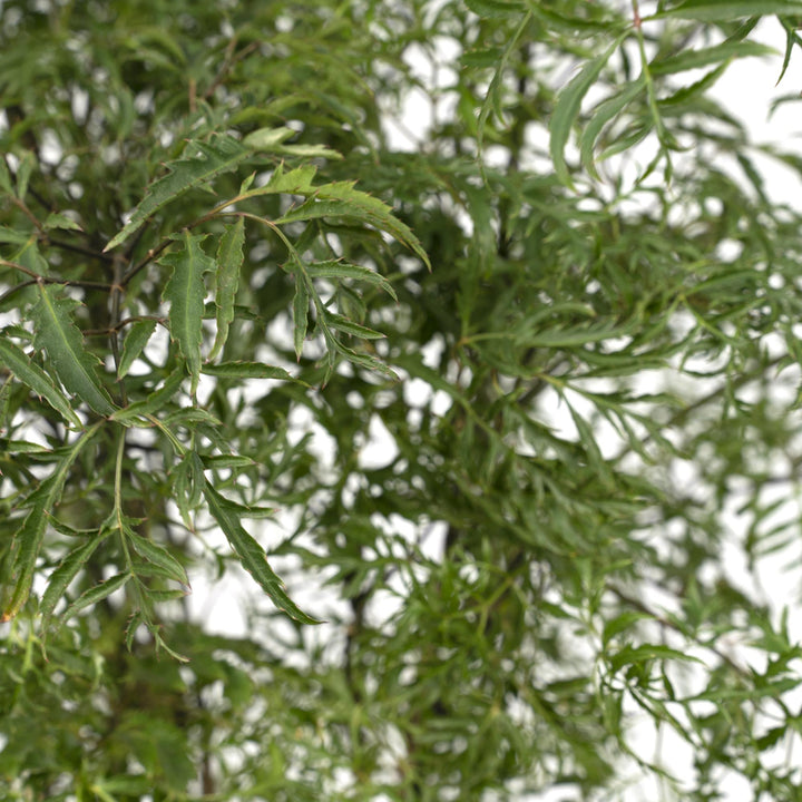 Polyscias Fruticosa (Aralia) - Ø21cm - ↕75cm alternative angle showing habit and leaf structure