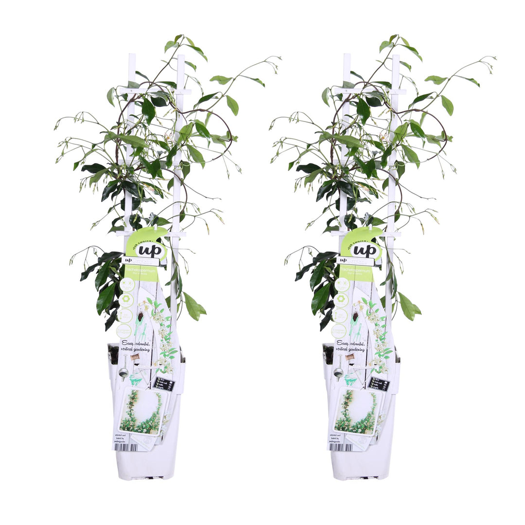 2x - Trachelospermum 'Star of Venice' - ↨65cm - Ø15 packed for EU plant delivery from PlantGift.ie