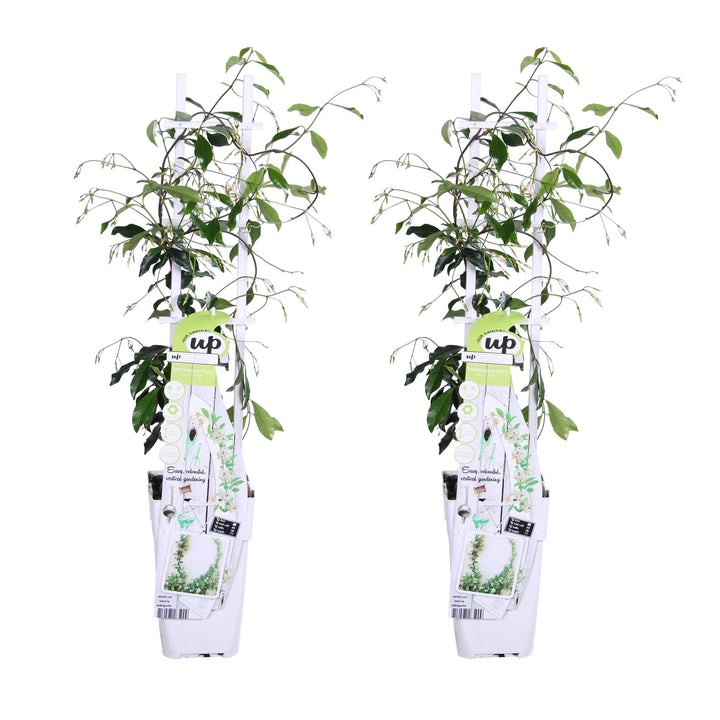 2x - Trachelospermum 'Star of Venice' - ↨65cm - Ø15 packed for EU plant delivery from PlantGift.ie