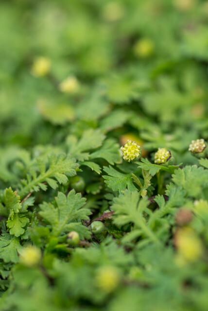 Leptinella squalida: Fine-Textured Evergreen Groundcover for Shade – Buy Now!